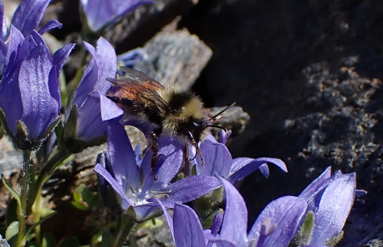 Bombus monticola &copy; Joël BLANCHEMAIN