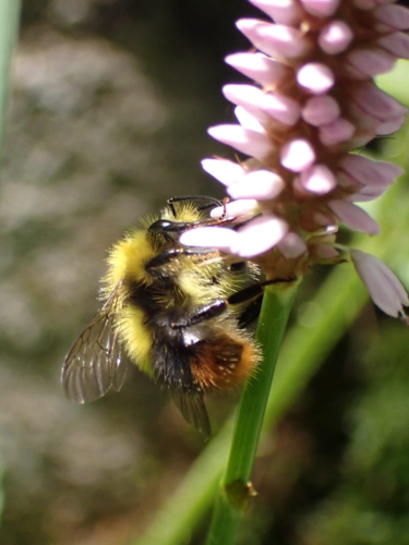 Bombus pratorum mâle &copy; Joël BLANCHEMAIN