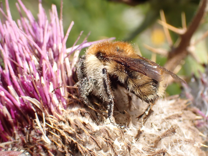 Bombus humilis &copy; Joël BLANCHEMAIN