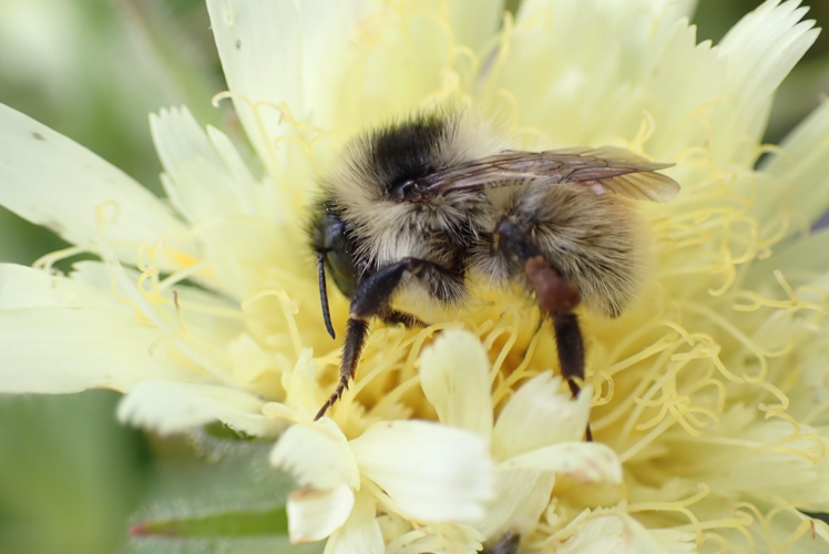 Bombus mesomelas &copy; Joël BLANCHEMAIN