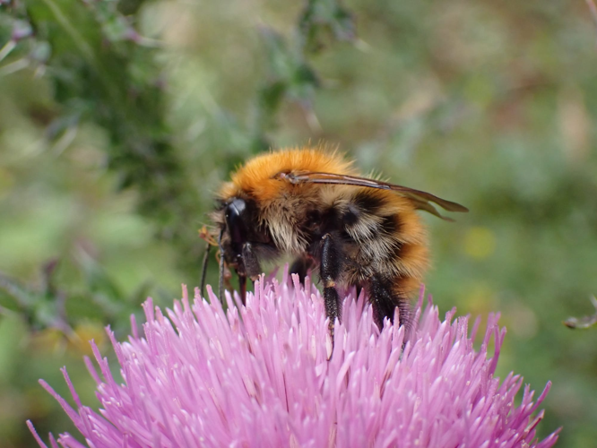 Bombus pascuorum &copy; Joël BLANCHEMAIN