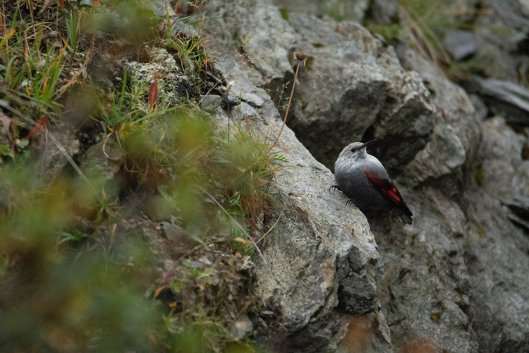 Tichodrome échelette &copy; V. Seve - Parc national de la Vanoise