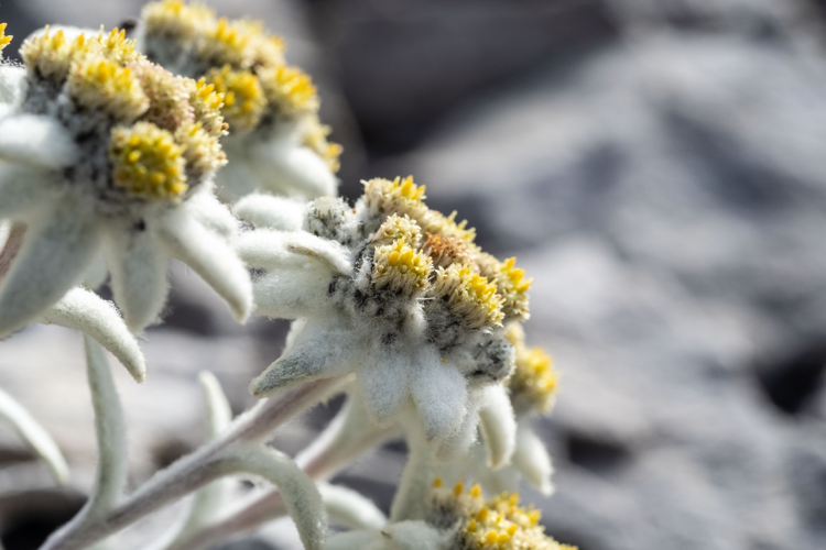 Édelweiss des Alpes &copy; Joris Bouchard - Parc national de la Vanoise
