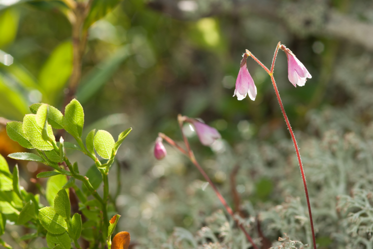 Linnée boréale &copy; Frantz Storck - Parc national de la Vanoise