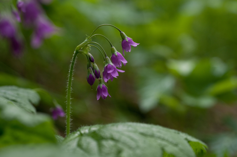Cortuse de Matthiole &copy; Mylene Herrmann - PNV