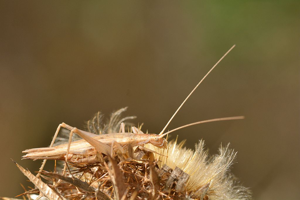 Grillon d'Italie - Mâle © Mireille Coulon - Parc national des Ecrins