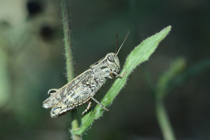 Caloptène italien © Donovan Maillard - Parc national des Ecrins