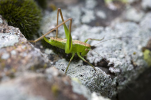Decticelle bicolore - Femelle © Bernard Nicollet - Parc national des Ecrins