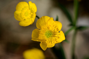 Bouton d'or © Bernard Nicollet - Parc national des Ecrins