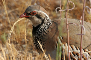 Perdrix rouge © Marc Corail - Parc national des Ecrins