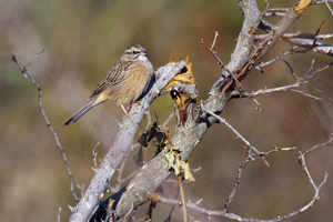Bruant fou © Pascal Saulay - Parc national des Ecrins