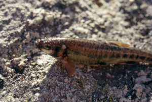 Vairon mâle © Lucien Tron - Parc national des Ecrins
