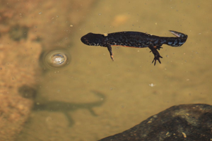 Triton alpestre au Lac de l'Estang © Marc Corail - Parc national des Ecrins