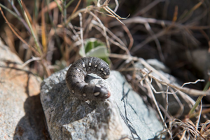 Hyles vespertilio - Chenille © Thierry Maillet - Parc national des Ecrins