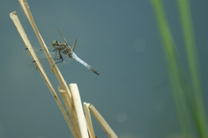 Orthétrum réticulé - Mâle © Donovan Maillard - Parc national des Ecrins