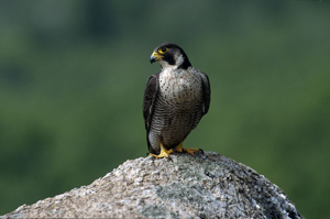 Faucon pèlerin © Robert Chevalier - Parc national des Ecrins
