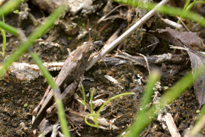 Oedipode automnale © Mireille Coulon - Parc national des Ecrins