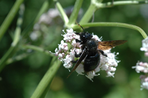 Abeille charpentière © Gil Deluermoz - Parc national des Ecrins