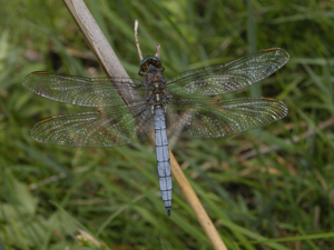 Orthétrum bleuissant - Mâle © Damien Combrisson - Parc national des Ecrins