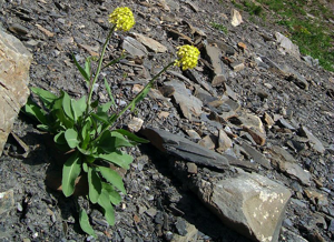 Chou de Richer, Coincye de Richer © Bernard Nicollet - Parc national des Ecrins