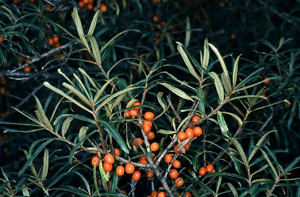 Argousier des fleuves © Bernard Nicollet - Parc national des Ecrins