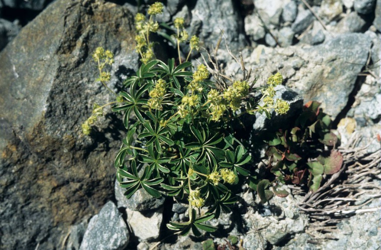 Alchémille des Alpes, Herbe de Saint-Sabin, Satinée © Bernard Nicollet - Parc national des Ecrins