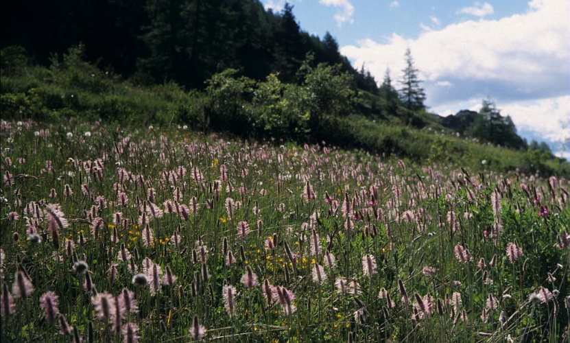 Plantain moyen © Bernard Nicollet - Parc national des Ecrins