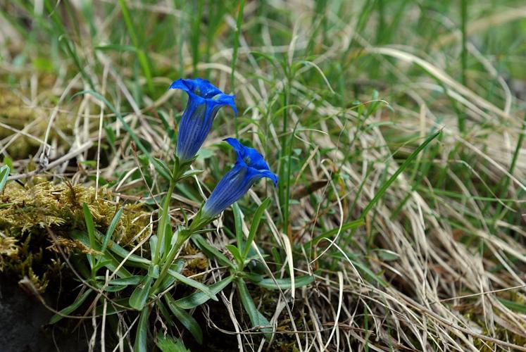 Gentiane à feuilles alongées, Gentiane à feuilles étroites © Bernard Nicollet - Parc national des Ecrins