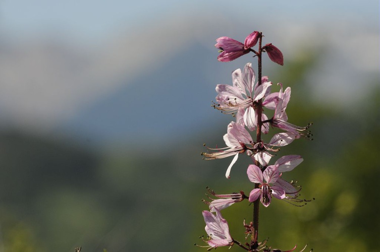 Fraxinelle blanche, Dictame blanc © Mireille Coulon - Parc national des Ecrins