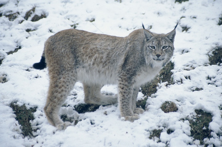 Lynx boréal © Alexandre Garnier - Parc national de la Vanoise