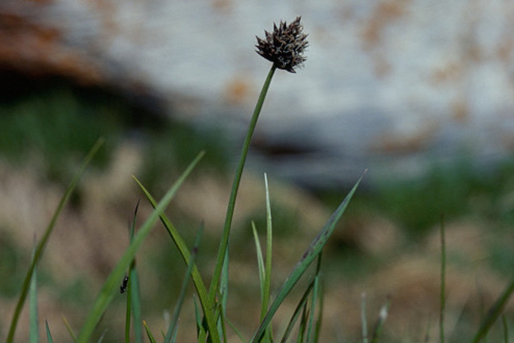 Laîche fétide © Parc national de la Vanoise