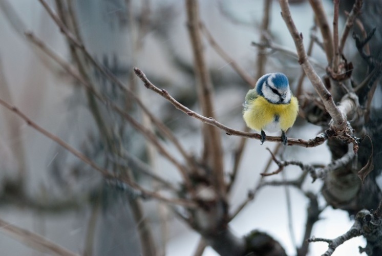 Mésange bleue © L. Poulet - Parc national de la Vanoise