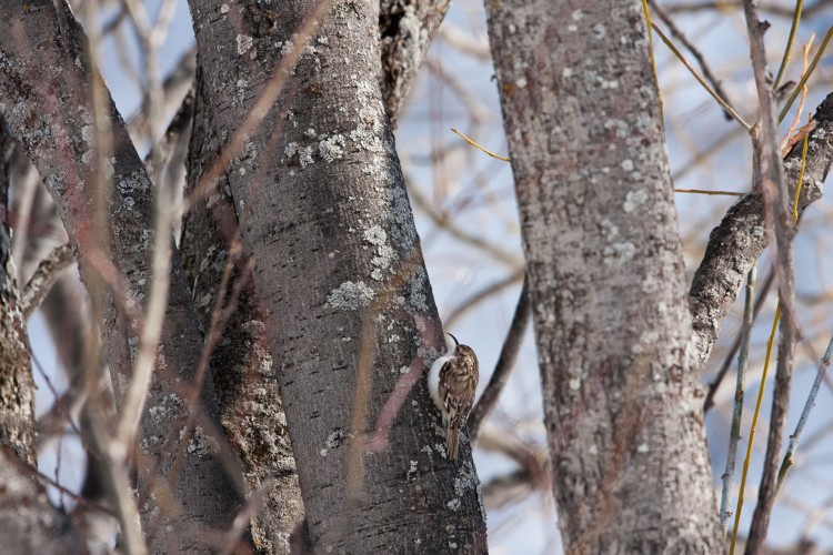 Grimpereau des bois © B. Deffrennes - Parc national de la Vanoise