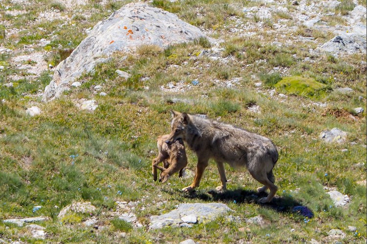 Loup gris © B. Troccaz - Parc national de la Vanoise