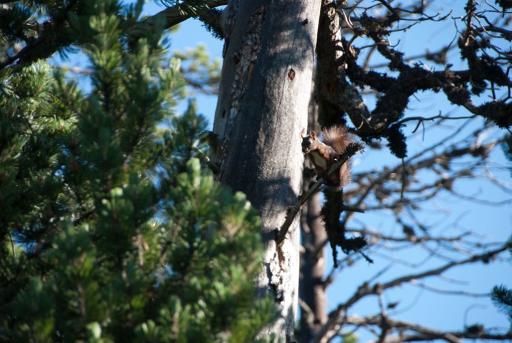 Écureuil roux © P. Lacosse - Parc national de la Vanoise