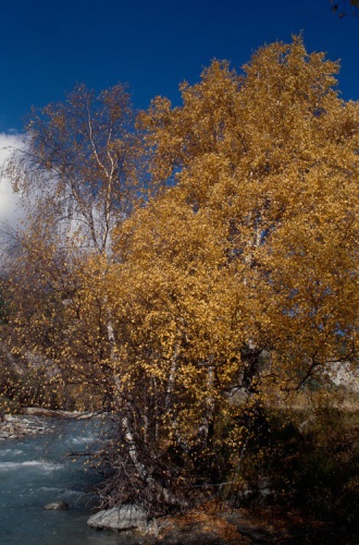 Bouleau verruqueux © J. Perrier - Parc national de la Vanoise