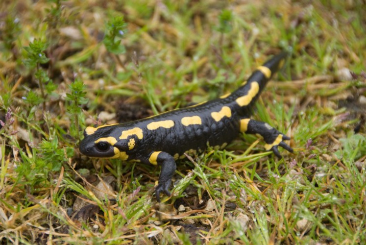 Salamandre tachetée © S. Brégeon - Parc national de la Vanoise
