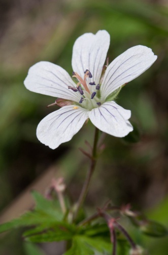 Géranium blanc, Géranium des ruisseaux © V. Augé - Parc national de la Vanoise