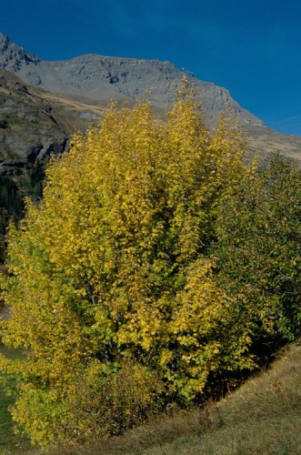 Érable champêtre, Acéraille © M. Filliol - Parc national de la Vanoise