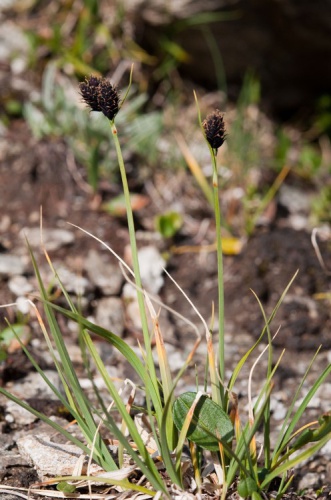 Laîche à petites fleurs © V. Auge - Parc national de la Vanoise
