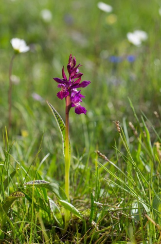 Orchis de Traunsteiner © F. Benoit - Parc national de la Vanoise