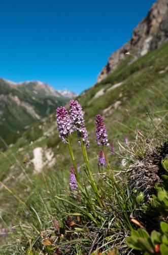 Gymnadénie moucheron, Orchis moucheron, Orchis moustique © M. Herrmann - Parc national de la Vanoise