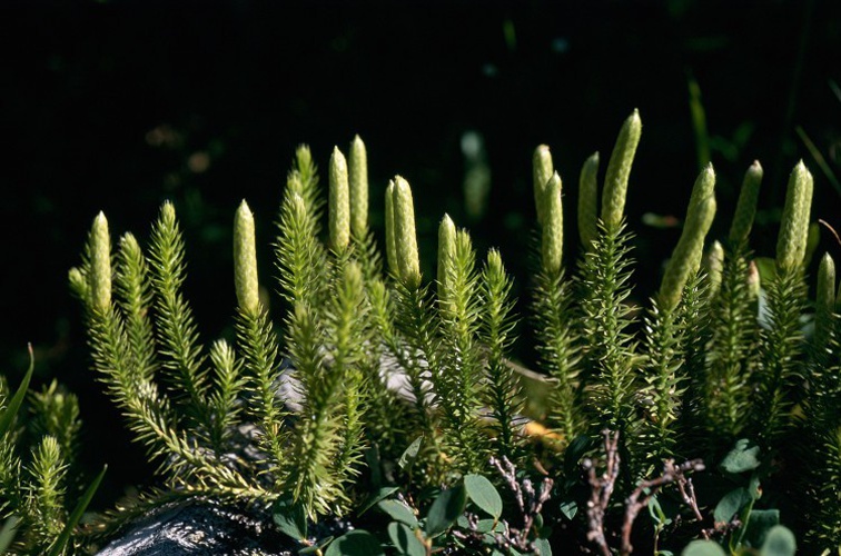 Lycopode à feuilles de genévrier, Lycopode à rameaux d'un an © C. Balais - Parc national de la Vanoise