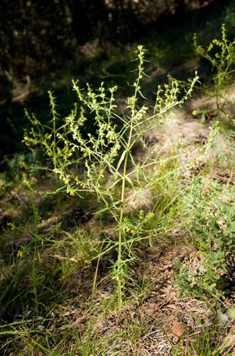 Euphraise visqueuse, Odontitès visqueux © P. Lacosse - Parc national de la Vanoise