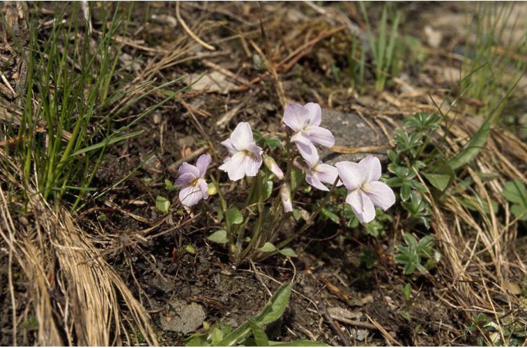 Violette de Thomas © F. Storck - Parc national de la Vanoise