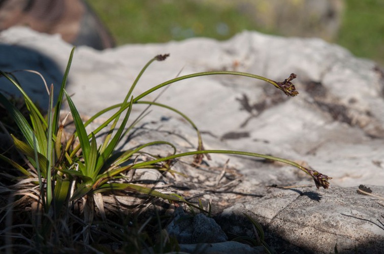 Laîche faux Pied-d'oiseau © V. Auge - Parc national de la Vanoise