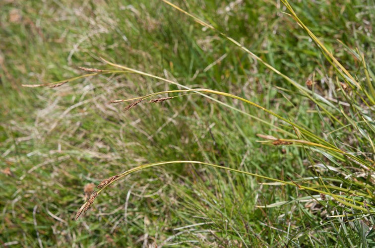 Laîche toujours verte © V. Auge - Parc national de la Vanoise