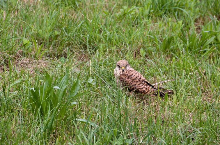 Faucon crécerelle © S. Mêlé - Parc national de la Vanoise