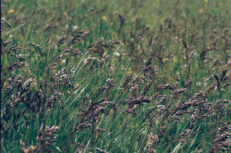 Flouve odorante © A. Moulin - Parc national de la Vanoise