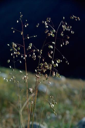 Brize intermédiaire, Amourette commune © M. Mollard - Parc national de la Vanoise